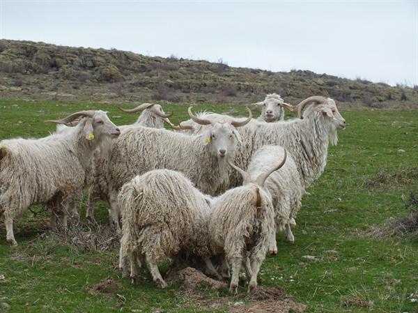 Afbeelding met gras, schapen, buiten, veld Automatisch gegenereerde beschrijving