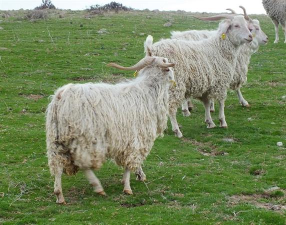 YUMUŞAK TİFTİKLER  DUYGUSUYLA BİR PAZAR GÜNÜ GEÇİRMENİZ DİLEĞİYLE: ANGORA TİFTİĞİ LALE’YE RAKİP Mİ OLACAK?