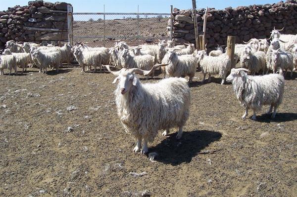 Afbeelding met schapen, buiten, lucht, zoogdier Automatisch gegenereerde beschrijving