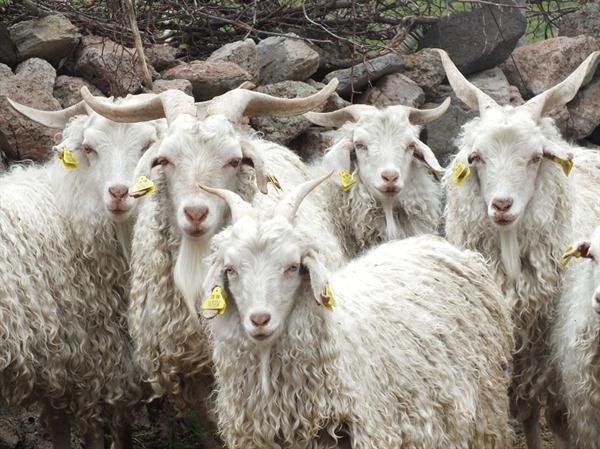 Afbeelding met schapen, gras, buiten, zoogdier Automatisch gegenereerde beschrijving