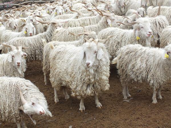 Afbeelding met schapen, zoogdier, gras, staand Automatisch gegenereerde beschrijving