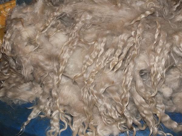 Afbeelding met zoogdier, geit Automatisch gegenereerde beschrijving