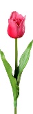 Afbeelding met bloemblaadje, plant, tulp, bloem Automatisch gegenereerde beschrijving