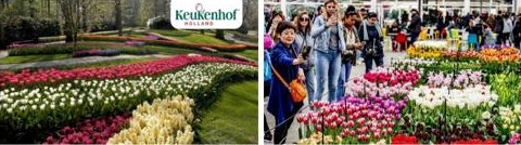 Afbeelding met buitenshuis, plant, Botanische tuin, bloem Automatisch gegenereerde beschrijving