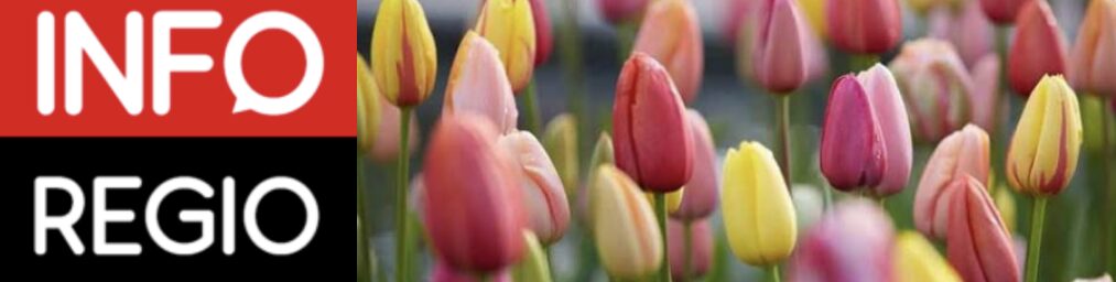 Afbeelding met bloem, bloemblaadje, Vrouwentulp, tulp Door AI gegenereerde inhoud is mogelijk onjuist.