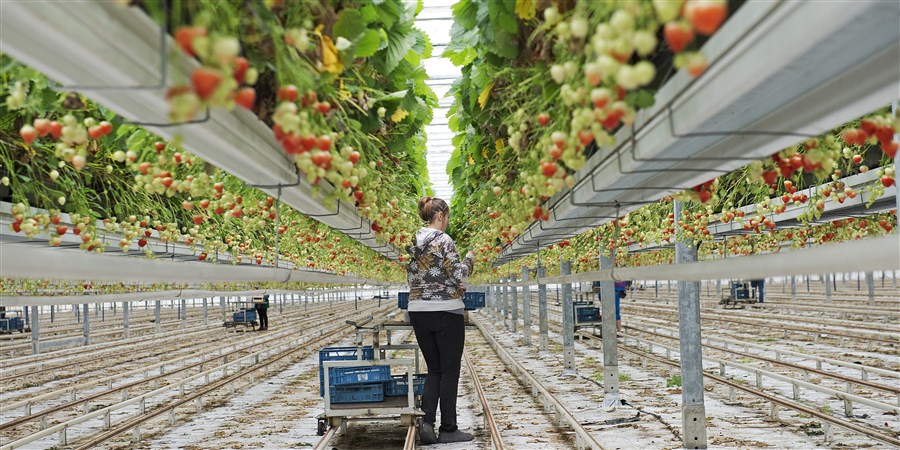 Afbeelding met fruit, grond, persoon, buitenshuis Door AI gegenereerde inhoud is mogelijk onjuist.