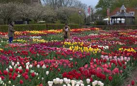 Hortus Bulborum | Laag Holland