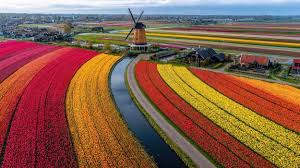 levendig tulp velden in Nederland met traditioneel windmolen, vastleggen Nederlands voorjaar landschap 70667954 stockfoto bij Vecteezy
