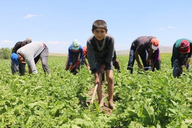 Tarım işçisi çocuklar tatillerini çalışarak geçiriyor